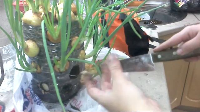 Лук в бутылке на зелень освобождаем емкость для новой посадки смотреть онлайн