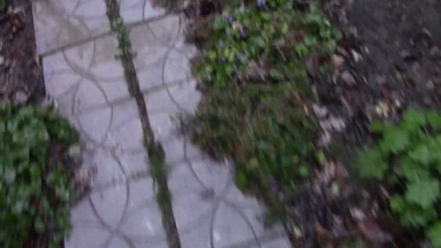 Многолетние растения на юге в декабре. смотреть онлайн