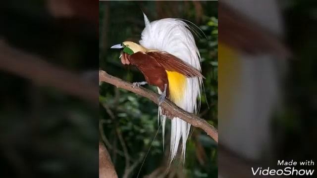 Топ самые красивые райские птицы смотреть онлайн