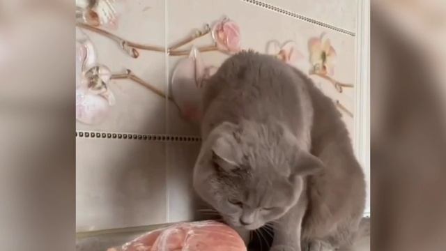 Когда нельзя но очень хочется смотреть онлайн