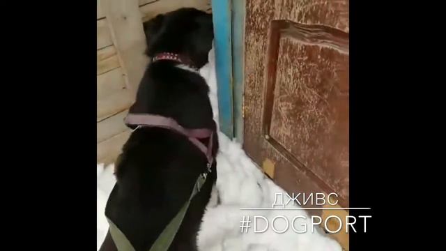 ДЖИВС УЧИТСЯ ХОДИТЬ НА ПОВОДКЕ! смотреть онлайн