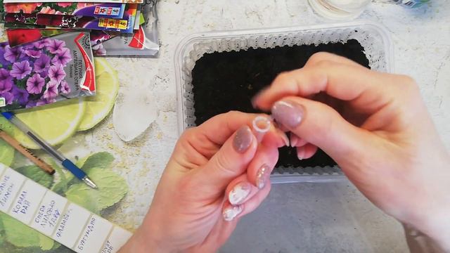 Этот посев петунии удается всегда на 100%. Самый простой и надежный способ посева... смотреть онлайн