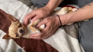 КАК ЗАКАПАТЬ НОС ЧИХУАХУА ? ?♂️