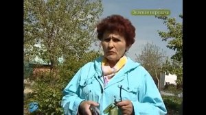 Как ухаживать за плодовыми деревьями весной?