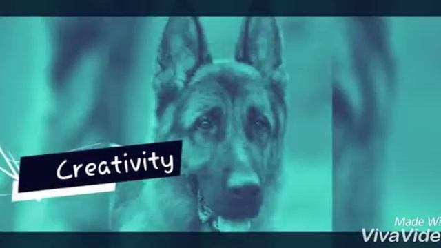 Немецкий овчарка (ОКРАС ЧЕПРАЧНЫЙ И ЧЕРНЫЙ) смотреть онлайн