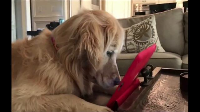 Golden Retriever Watching Squirrel Video| Золотой ретривер смотрит видео с белкой