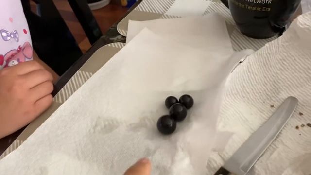 Jaboticaba in San Jose, Bay Area. Fruiting and kids taste test. смотреть онлайн