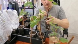 Полив саженцев винограда- Уход за вегетирующими саженцами винограда в апреле