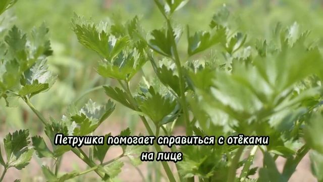 Лёд для лица. Зачем протирать лицо ледяными кубиками? смотреть онлайн