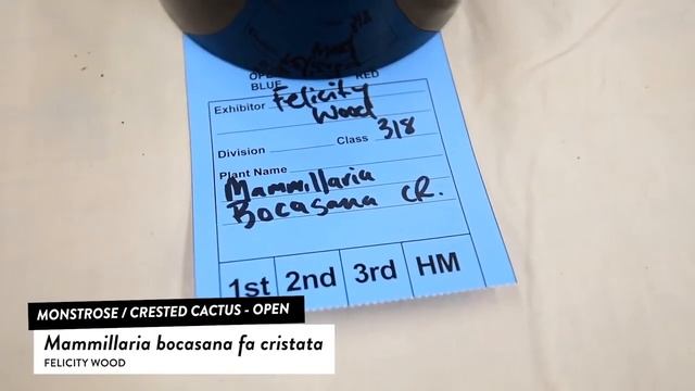 Cacti ID Monstrose Crested Cactus: Mammillaria Elongata, Gymnocalycium, Echinopsis, Cleistocactus
