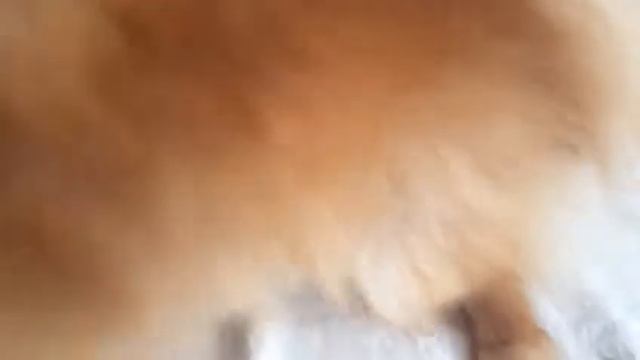 Моя Собака рвёт носки смотреть онлайн