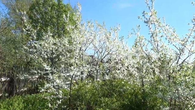 Анна Герман - Я жду весну смотреть онлайн