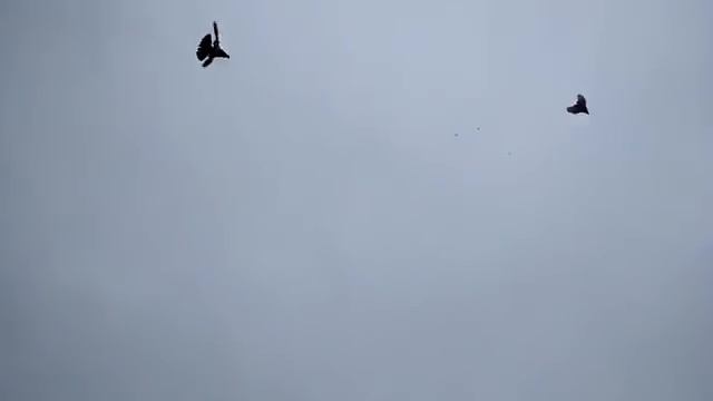 Бакинские бойные голуби 2017 ,цветные .Тел.+7 903 210 58 60 смотреть онлайн