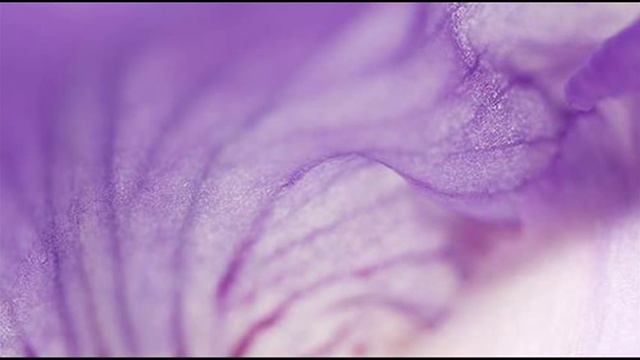 Antonio Vivaldi (J. G. Pisendel): Sarabanda for violin & b.c. in C major смотреть онлайн