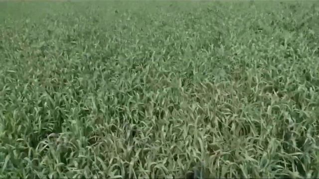 Обследование поля озимой пшеницы в Борисоглебске смотреть онлайн