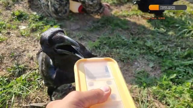 В гостях у лосей. смотреть онлайн