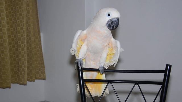 какаду клювом пластик режет/ Cockatoo cut beak plastik 35 смотреть онлайн