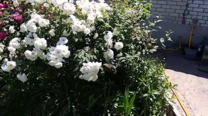 Роза Вестерленд. Самый полезный совет от меня для начинающих розоводов