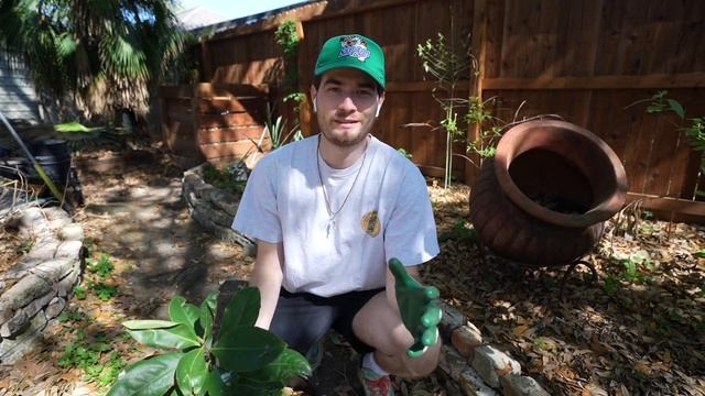 Shade Garden Makeover with Native Plants!! Houston Texas Zone 9! смотреть онлайн