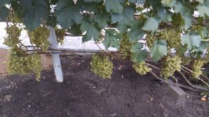 Виноград на участке  Юрия Матвеева август 2021 года..