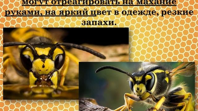 Природный Ритм