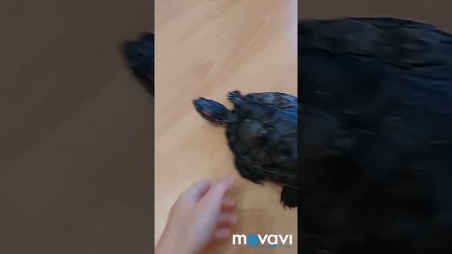 История черепах ( часть 2 ) смотреть онлайн