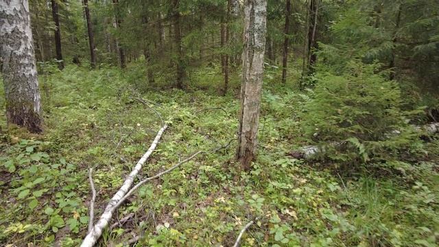 Грибы в сентябре-будут ли расти?Последние лисички. смотреть онлайн