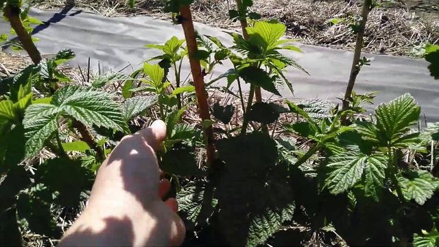 Малина плохо перезимовала,я огорчена. смотреть онлайн