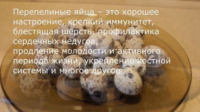 Правильное питание кошек и собак смотреть онлайн