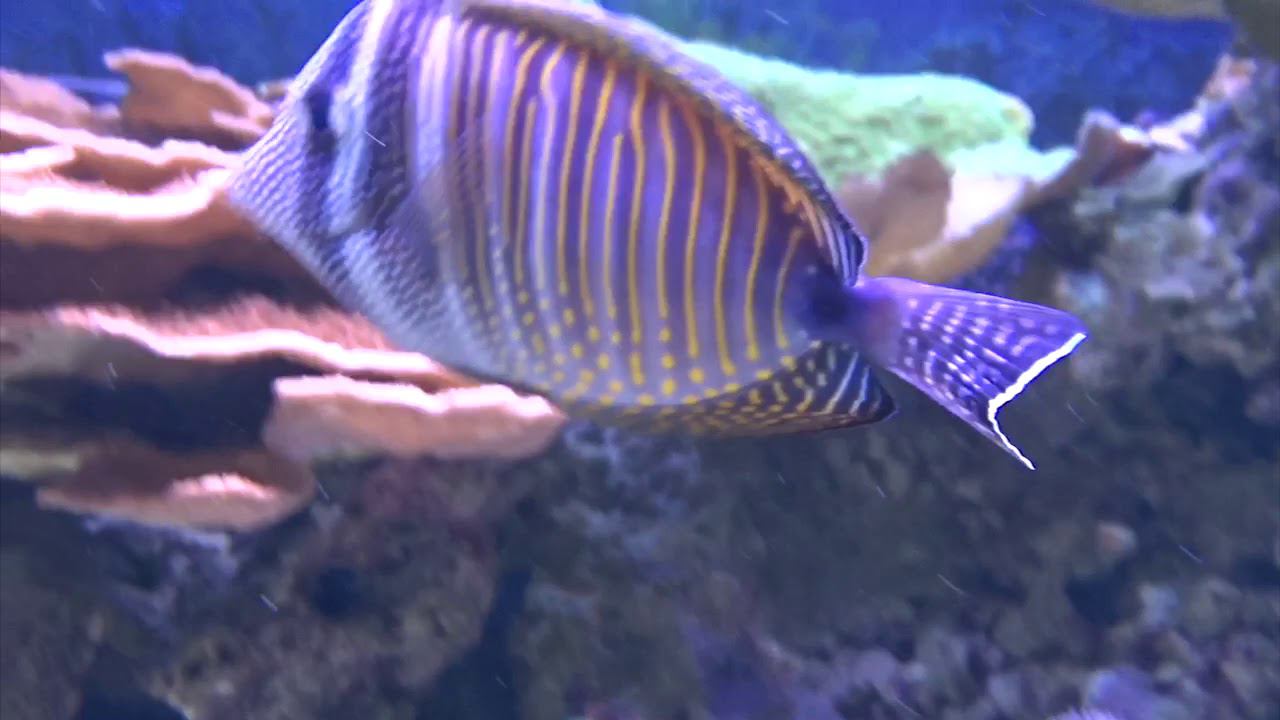 Парусная зебрасома Дежардена в аквариумном салоне #аквалого смотреть онлайн