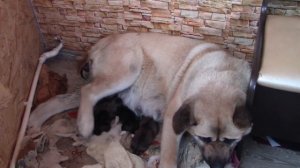 Американская акита. История наших первых и последних родов.