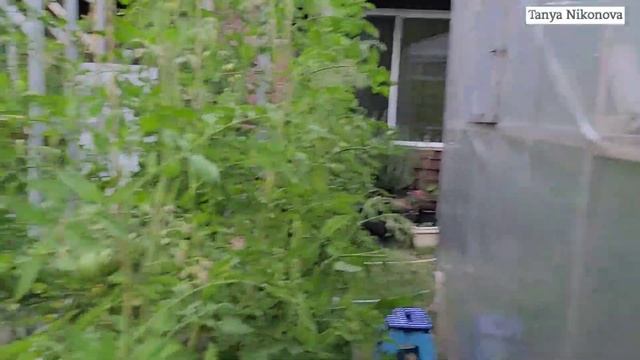 Томат ИНЖИР КРАСНЫЙ и ИНЖИР РОЗОВЫЙ. СОРТОВЫЕ ТОМАТЫ. СУПЕР УРОЖАЙ. смотреть онлайн