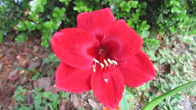 Good Night Amaryllis Hybrid Hippeastrum X Hybidum смотреть онлайн