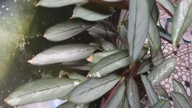 DAUN TULANG IKAN ..CALATHEA AMAGRIS | CTENANTHE SETOSA GREY STAR