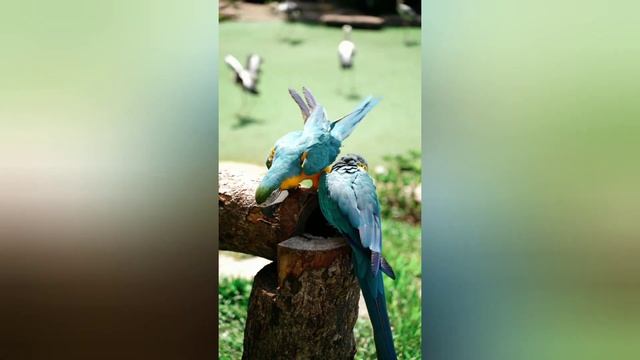 "What Do Animals Sound Like? Kids React When They Hear Surprising Animal Noises!" смотреть онлайн