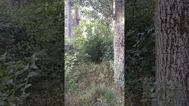 Сонник Лес во снах.mp4 смотреть онлайн