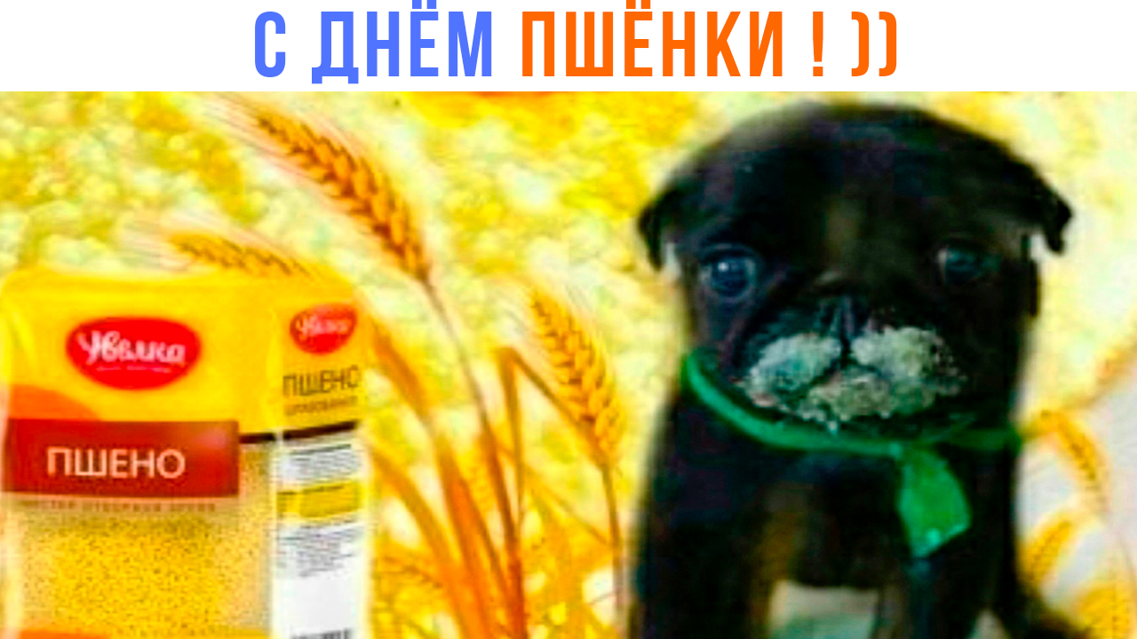 С Днём Пшёнки! ))) Приколы | Мемозг 1445 смотреть онлайн