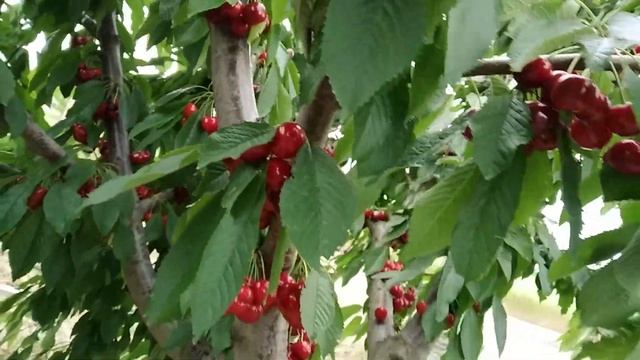 Сорт черешни Крупноплодная 17 июня смотреть онлайн