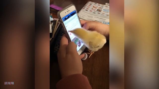 015. Funny Cats Videos Will Make You Laugh #181 - Funniest Animal Videos.mp4 смотреть онлайн