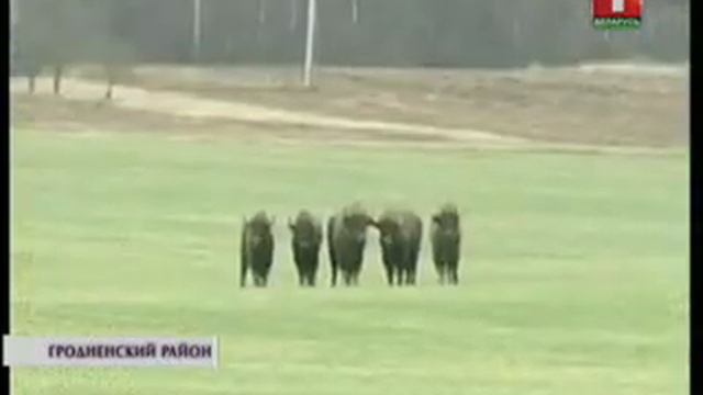 Стадо зубров вышло на поле у Гродно смотреть онлайн