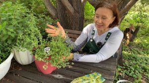 Майоран. Выращиваем дома ценную пряную траву