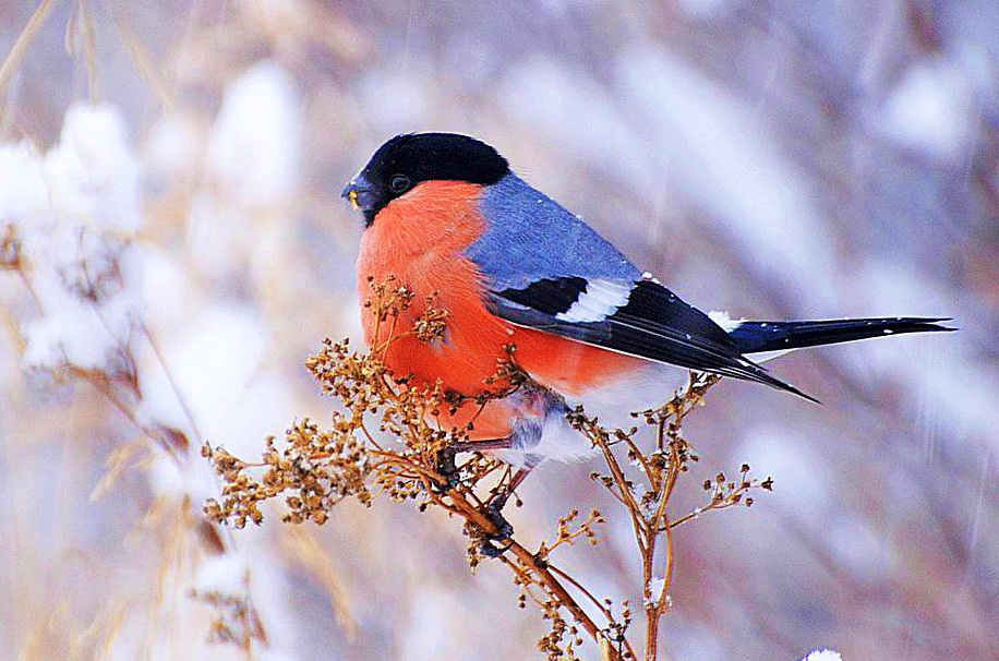 Фильм из цикла "Времена года". Месяц - Декабрь. 2023 год. смотреть онлайн