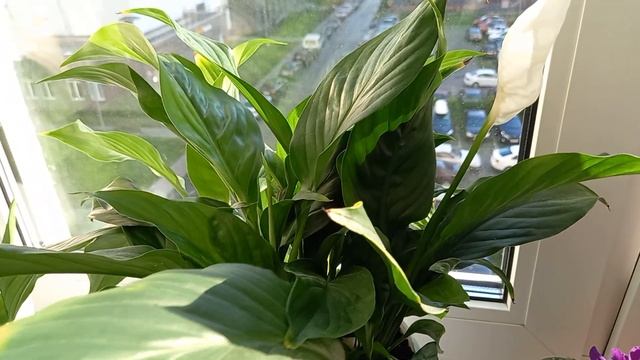 12 июля 2022 г. Легко и просто , выращиваем помидоры Черри на подоконнике в горшке. минимум .... смотреть онлайн