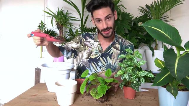 Trasplanta Conmigo Pilea involucrata + Pilea Cadierei + Diffenbachia смотреть онлайн