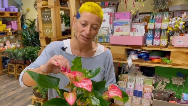 Антуриум Ливиум Ред - единственный полосатый сорт антуриума