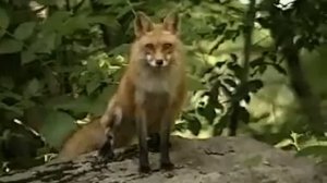 Крик лисы похож на крик чупакабры