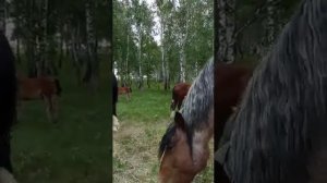 конеферма Сундырина , город Пласт, 89049364440 продажа.