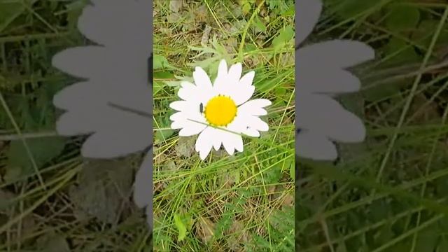 Цветок поповник смотреть онлайн