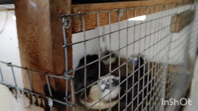 Маленький курятник. Брокколи на завтрак. Теплица.