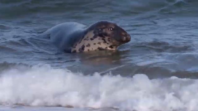 "ZOOпарк":"Остров Тюленей" смотреть онлайн